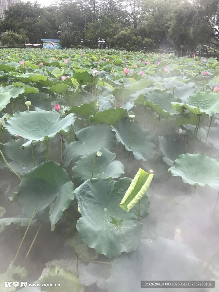 雨中荷塘 荷叶摇曳