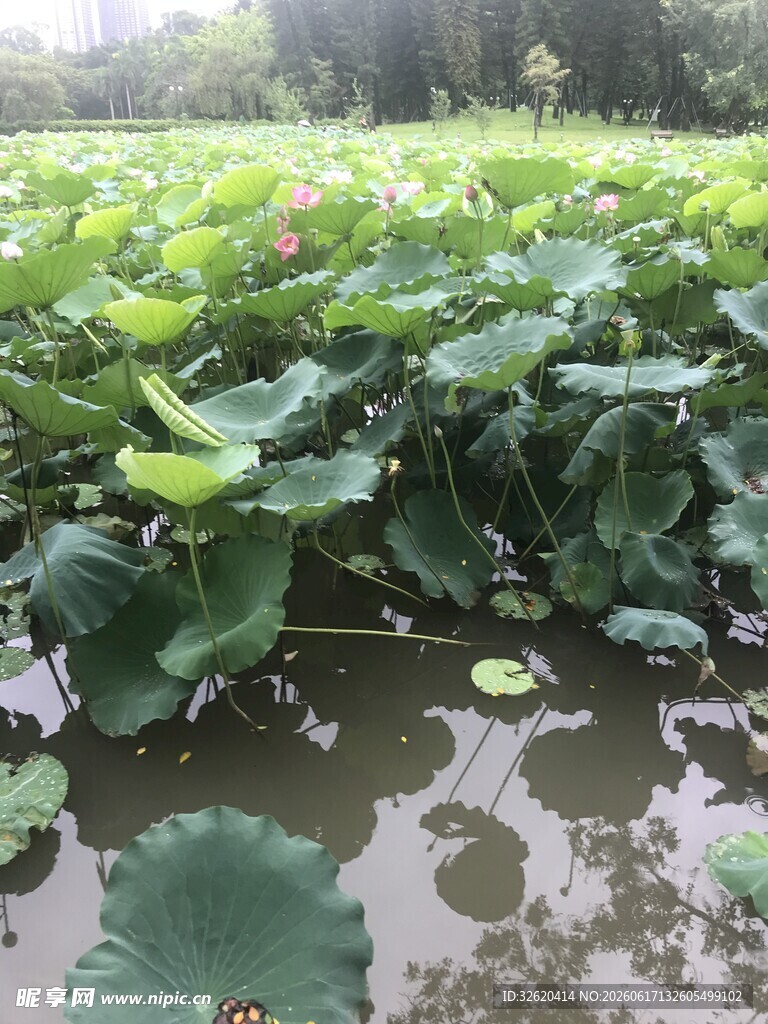 夏日荷塘绿意盎然