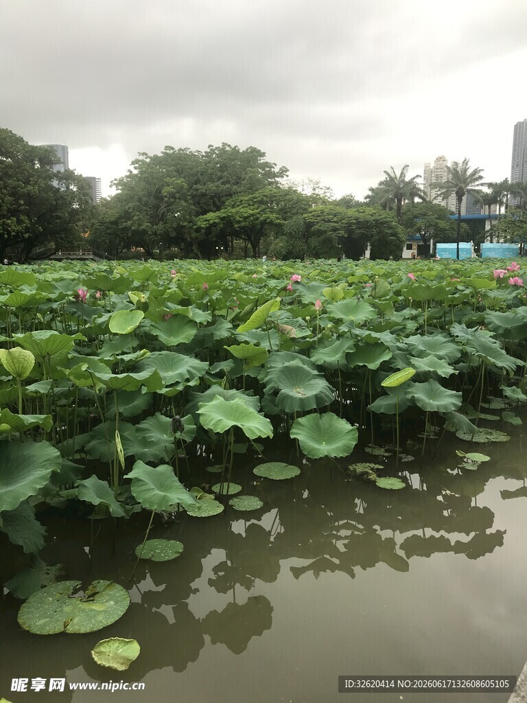荷塘绿意浓