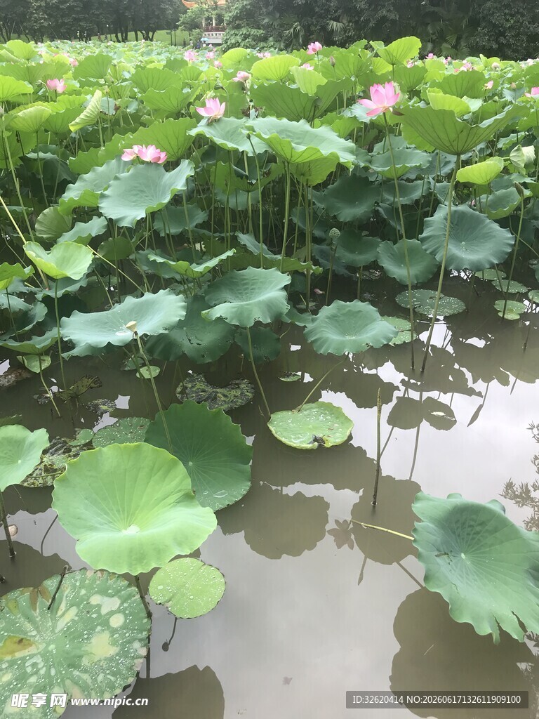 荷塘荷花荷叶美景