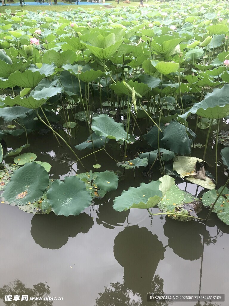 荷塘荷叶景观