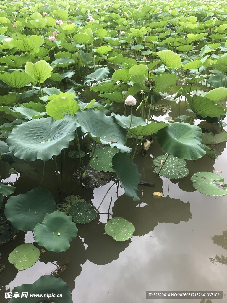 荷塘绿意盎然的水生植物