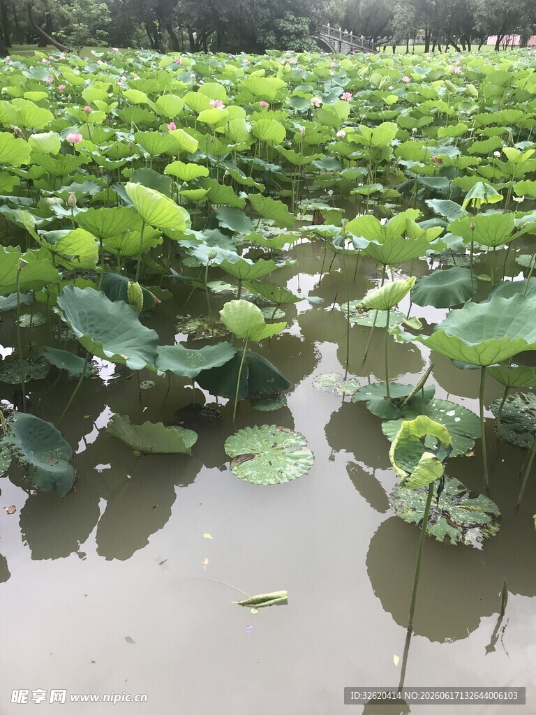 荷塘荷叶景观