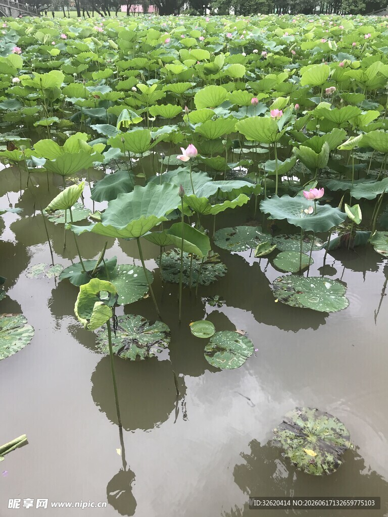荷塘荷叶景观