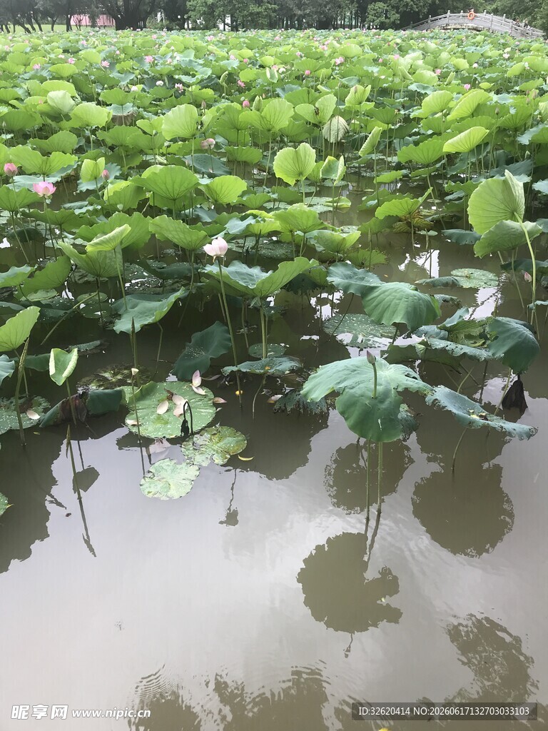 荷塘绿意浓
