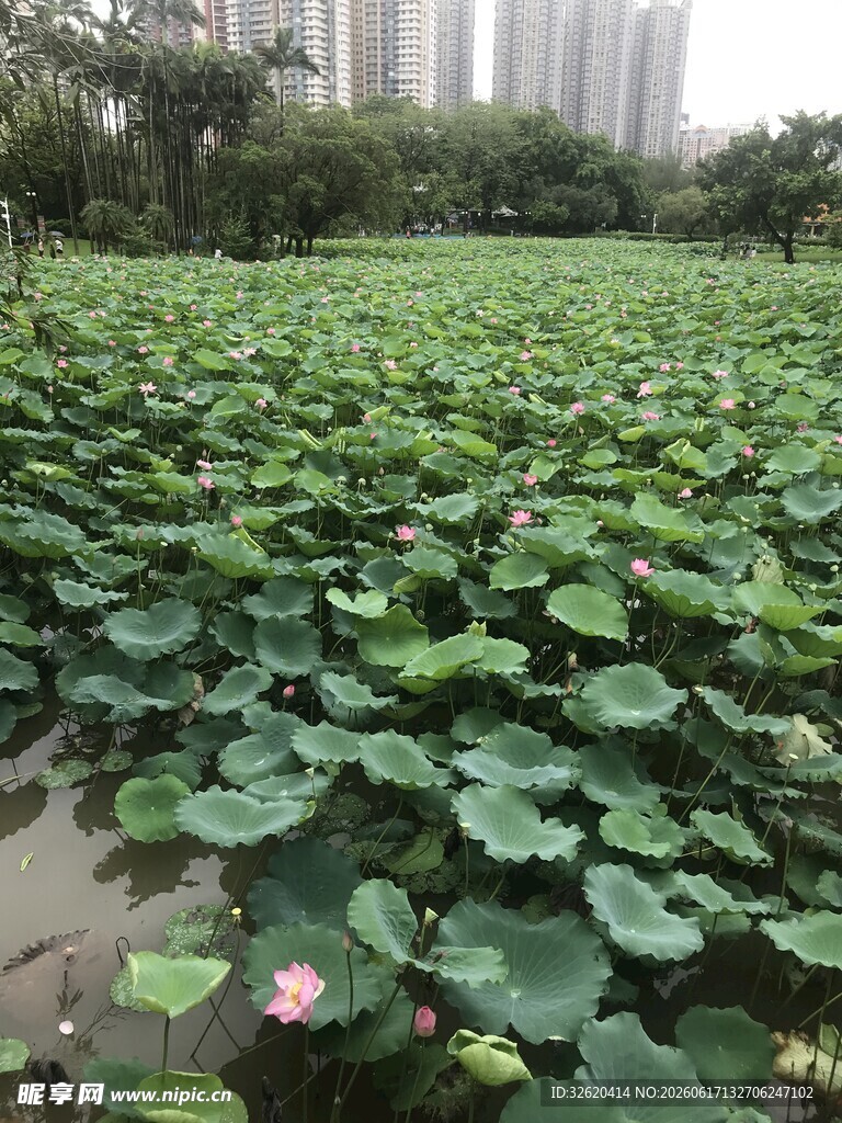 夏日荷塘绿意与荷花绽放