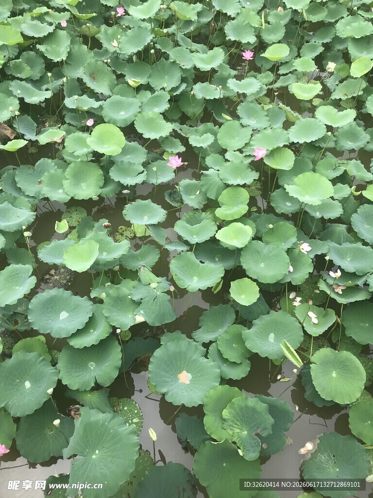 翠绿铜钱草铺满画面