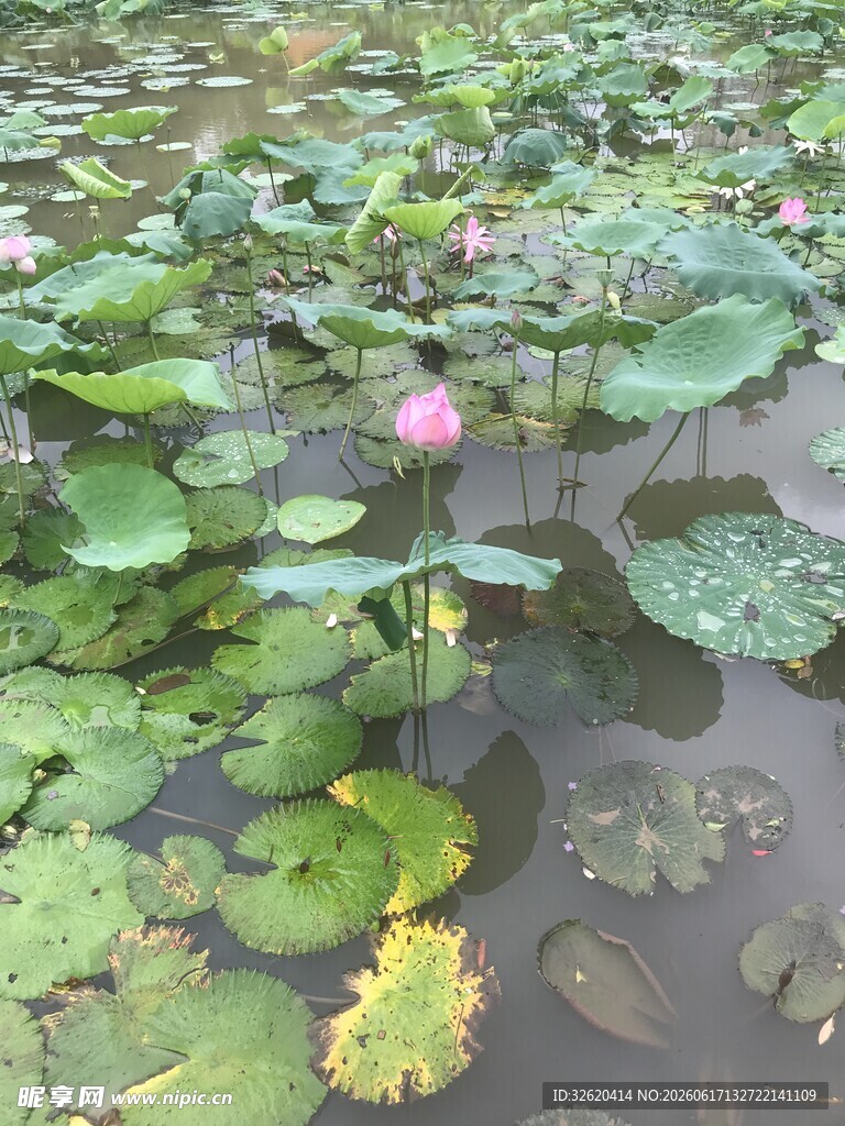 荷塘中的荷花与荷叶