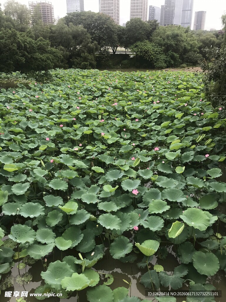 荷塘绿意浓