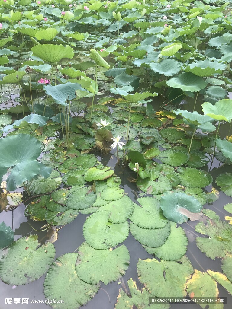 夏日荷塘荷叶景观