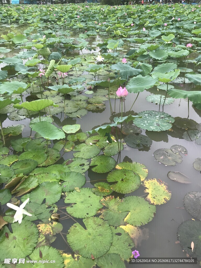 荷塘荷花荷叶美景