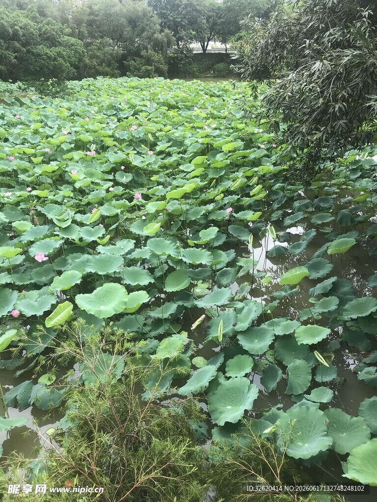 夏日荷塘绿意盎然