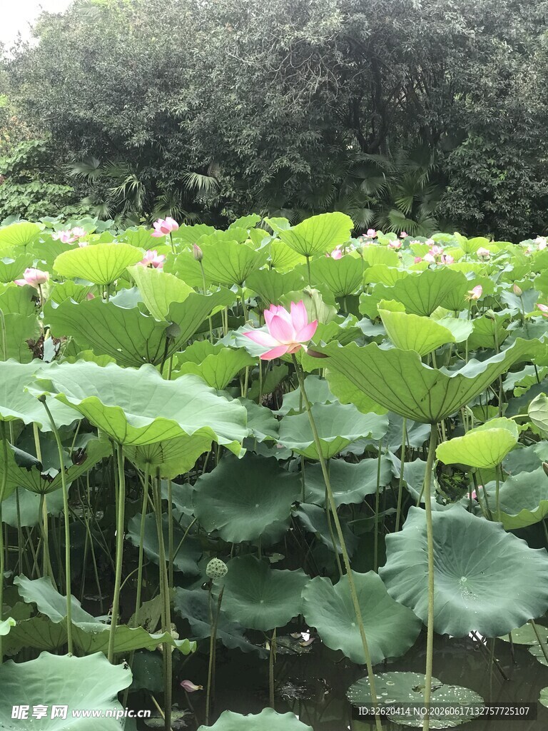 夏日荷塘荷花绽放美景