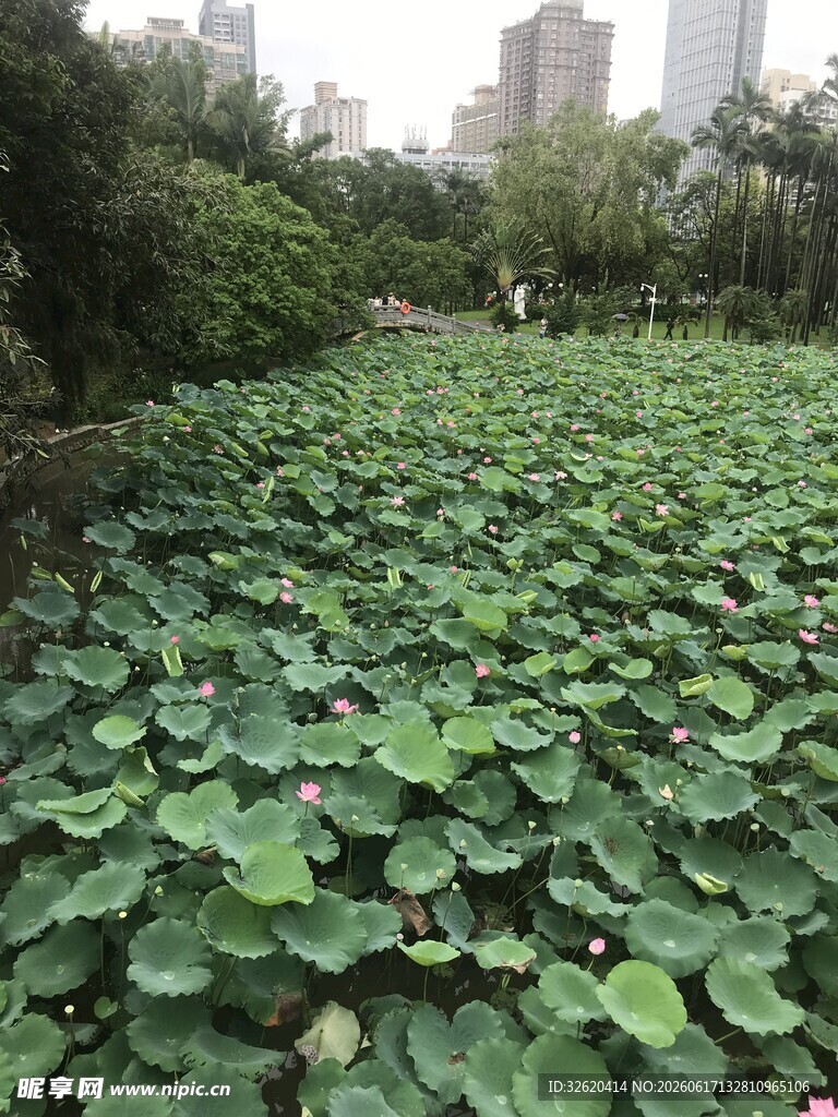 荷塘绿意 莲叶田田