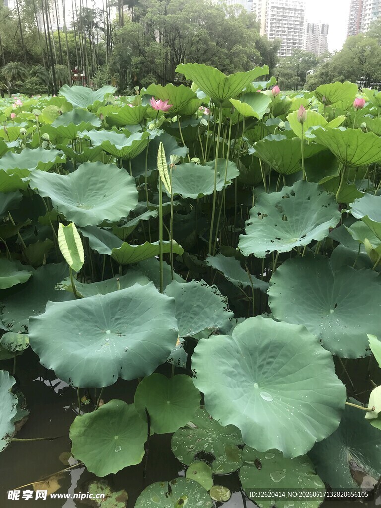 荷塘中的大片荷叶