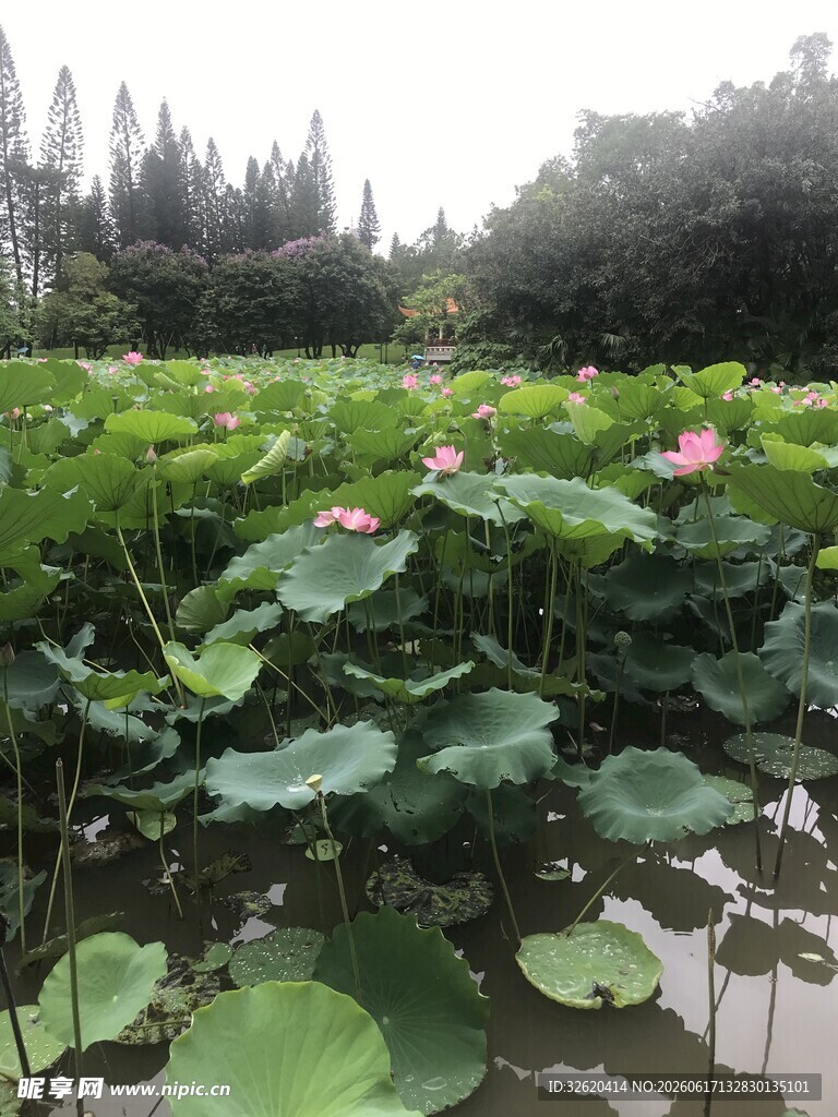 荷塘美景 荷花荷叶相映