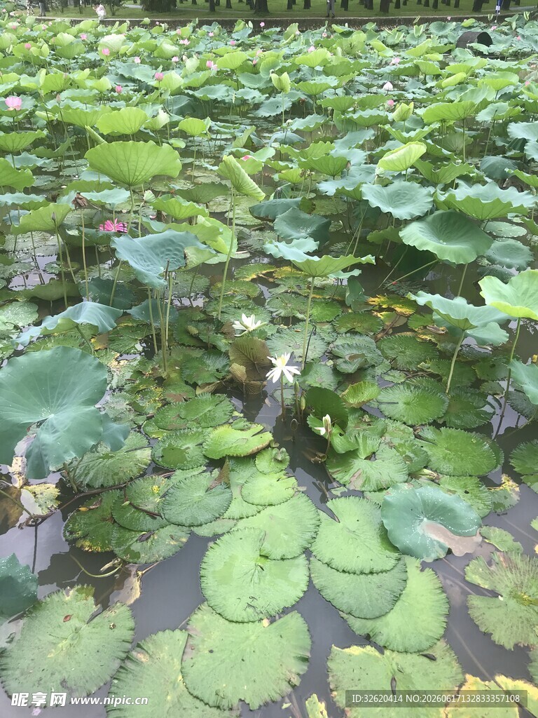 荷塘中的大片翠绿荷叶