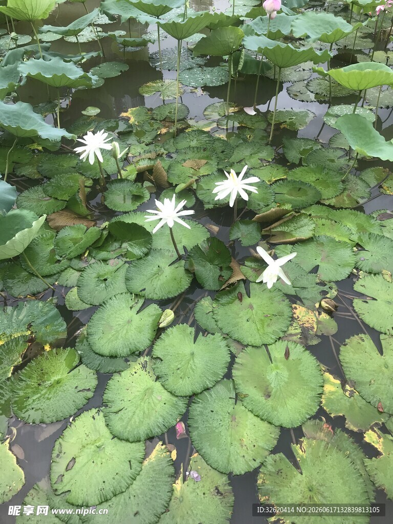 水上绽放的白色水生植物