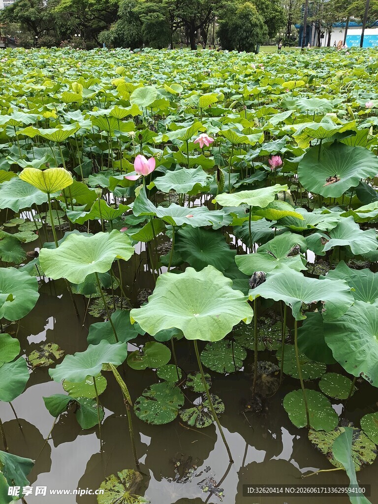 荷塘绿意浓