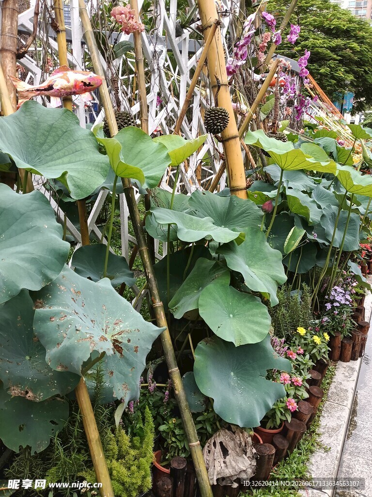 庭院中的茂盛绿植