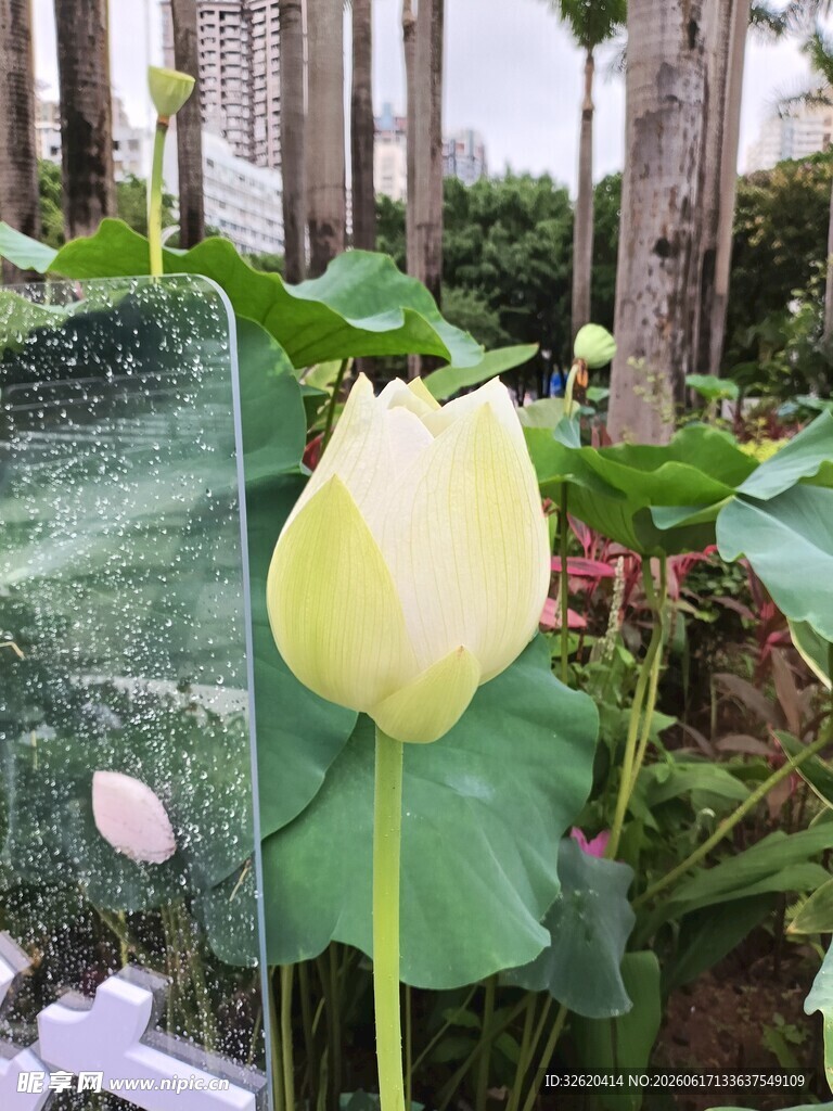 清新黄荷绽放于绿植间
