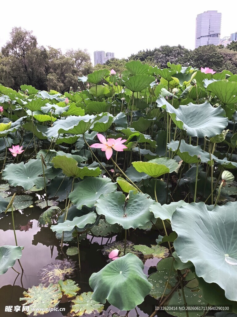 夏日荷塘荷花荷叶景致