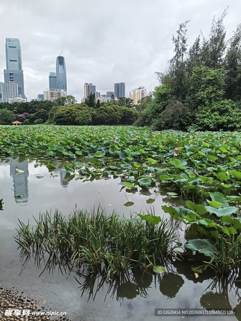 城市湖畔的绿意荷塘景观