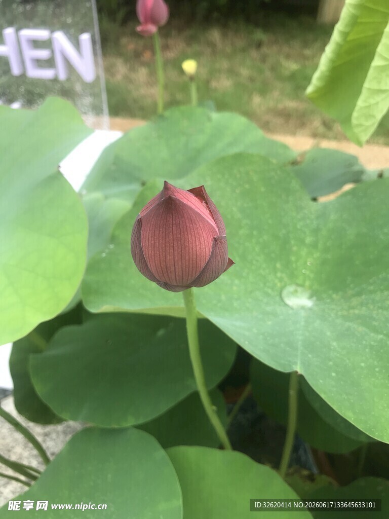 含苞待放的娇艳荷花