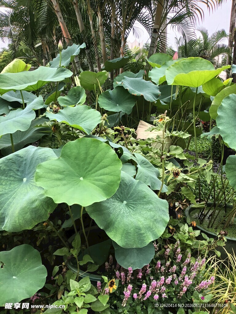 荷塘中的翠绿荷叶