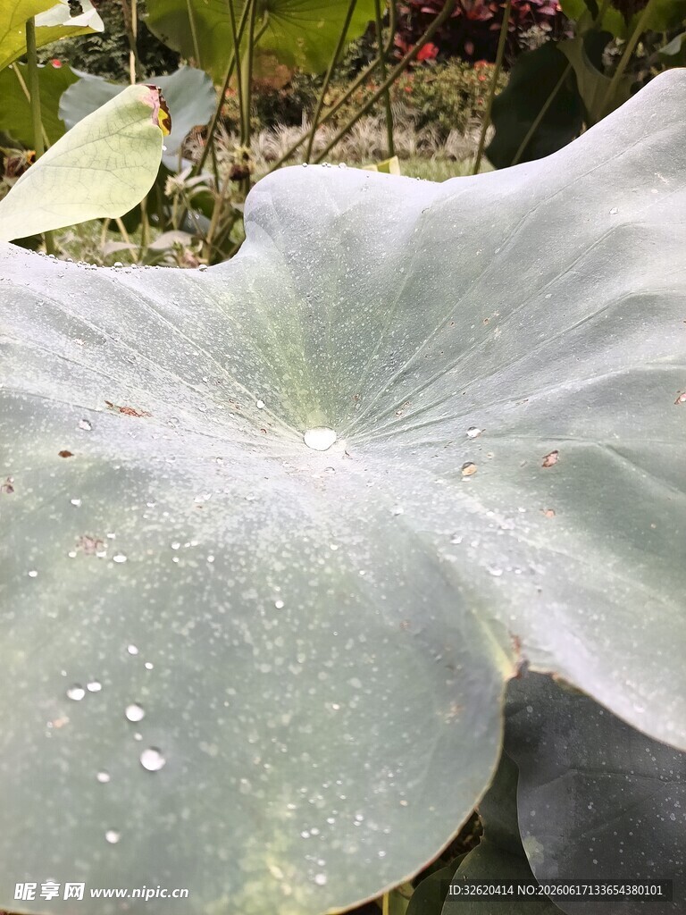 大叶片特写