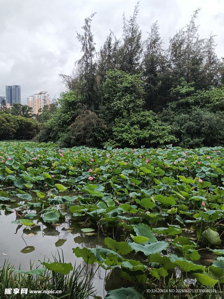 荷塘绿意 繁茂水生植物景观