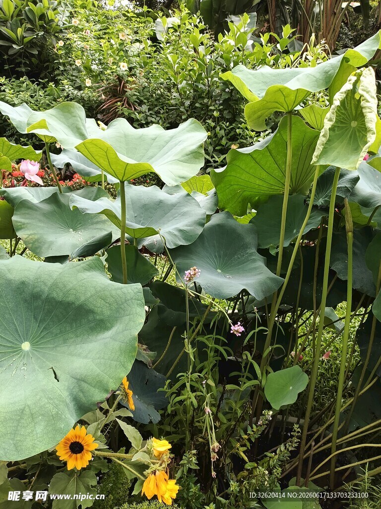 荷塘间绽放的明艳小黄花