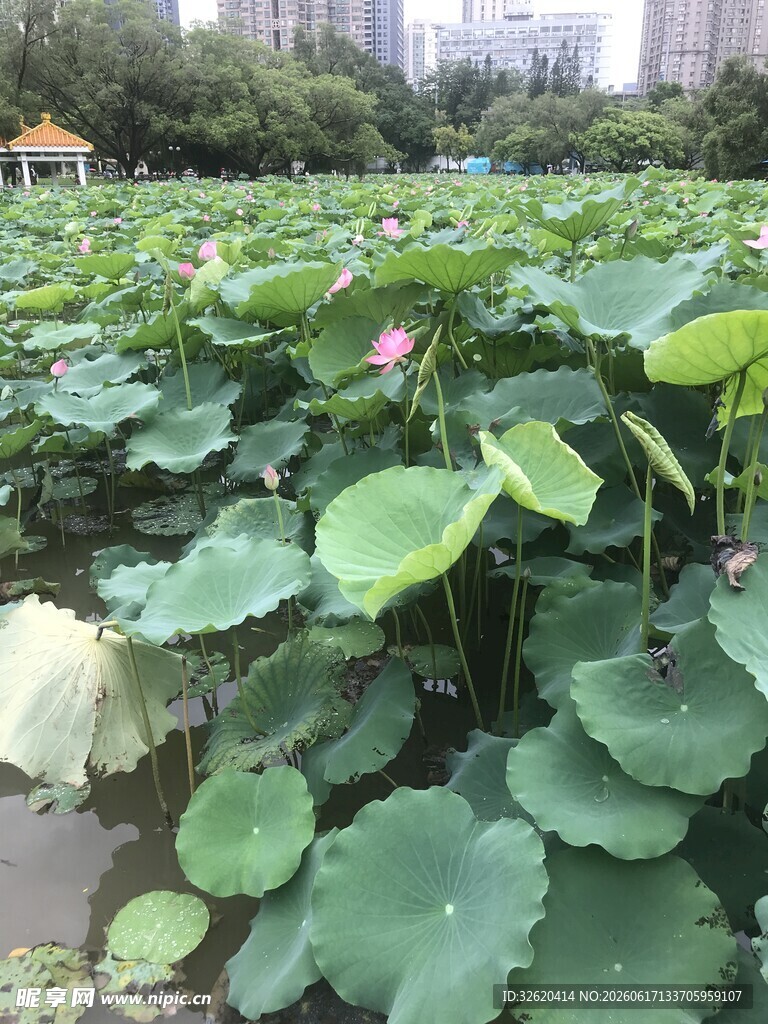 夏日荷塘绿意盎然