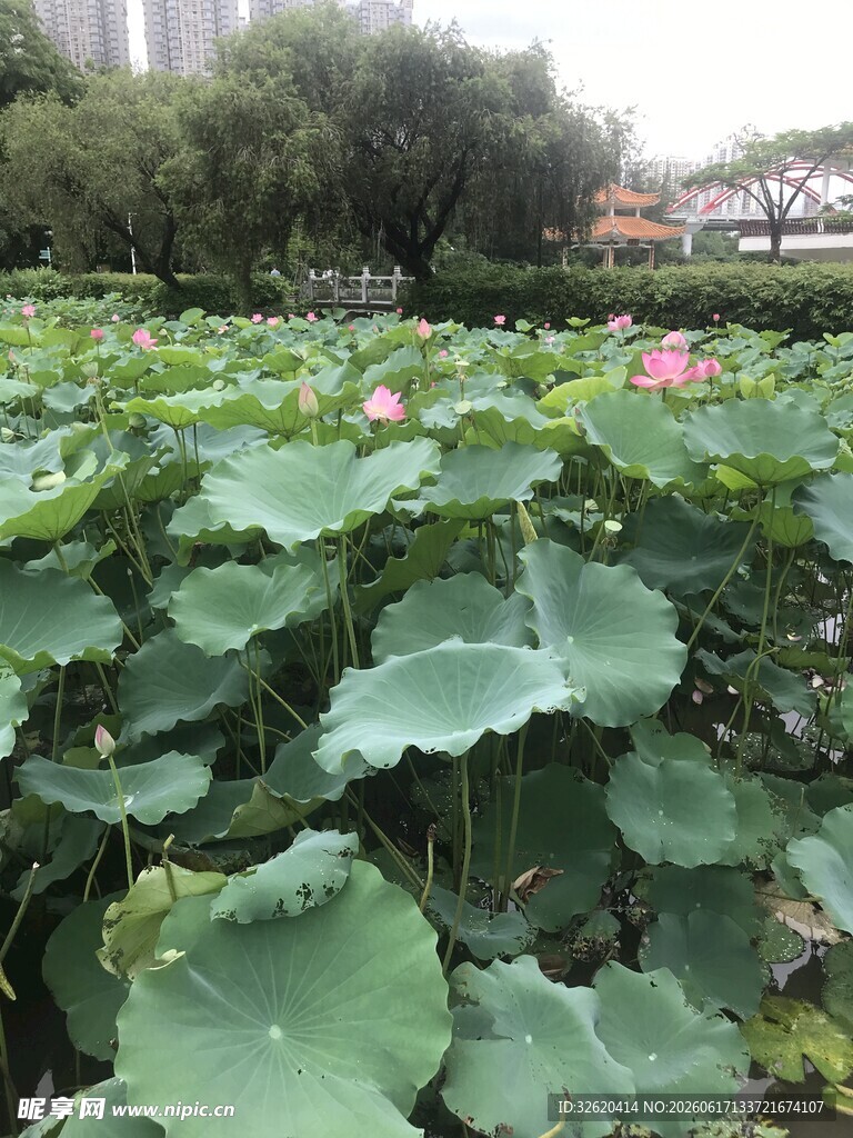 夏日荷塘绿意浓