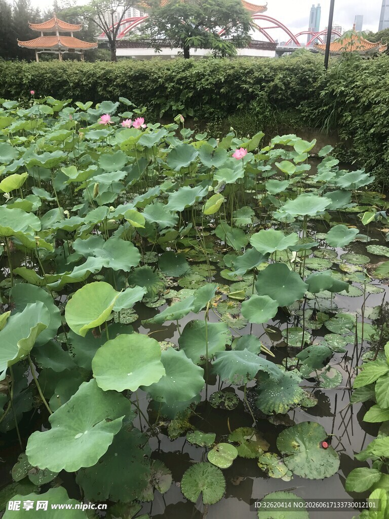 翠绿荷叶繁茂的园林景观