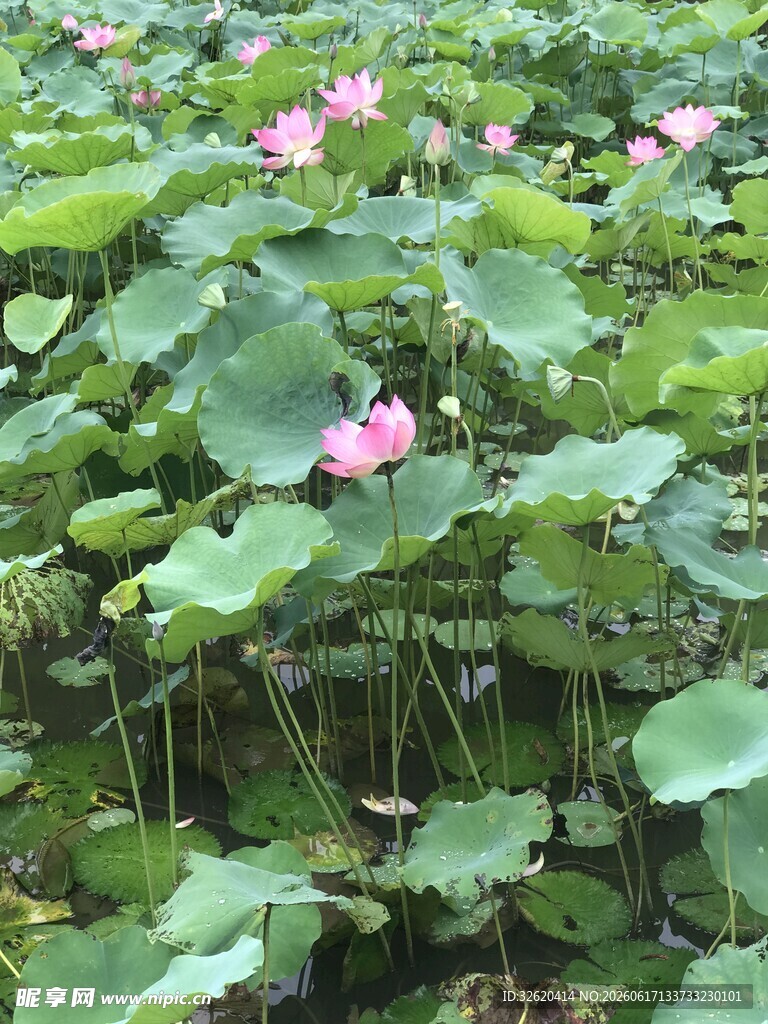 夏日荷塘中的粉嫩荷花