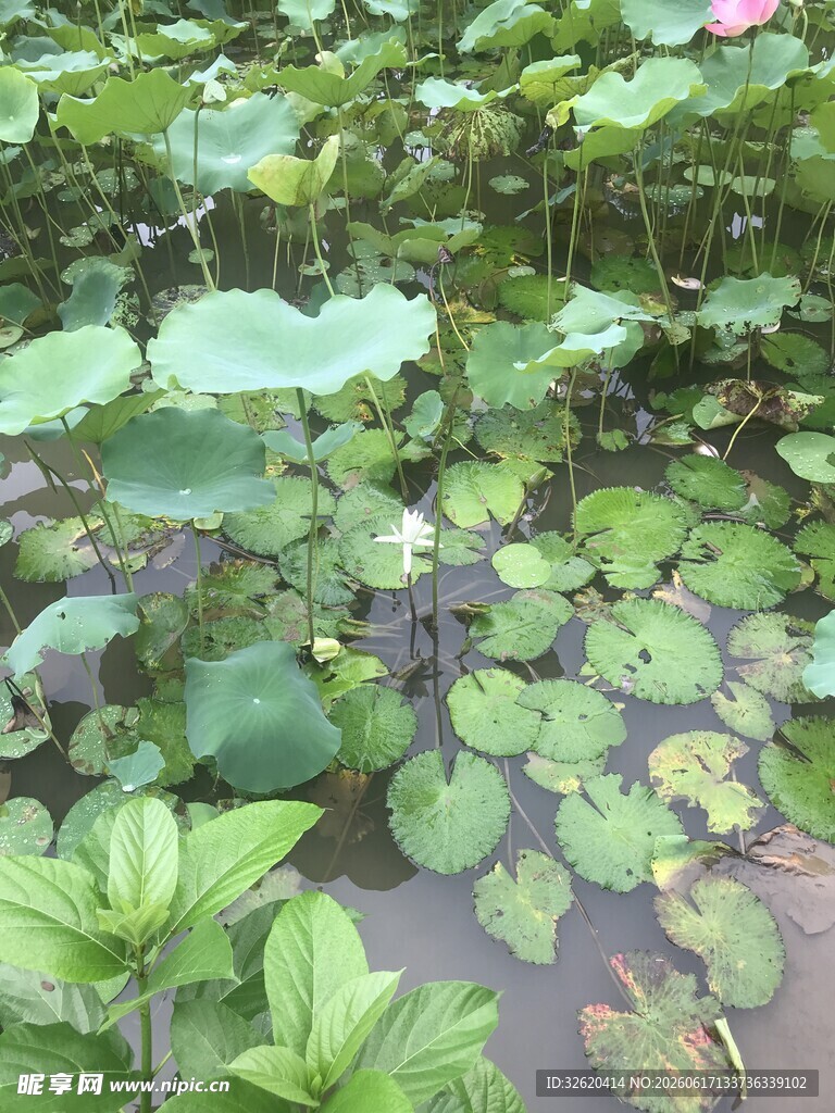 池塘中的繁茂水生植物