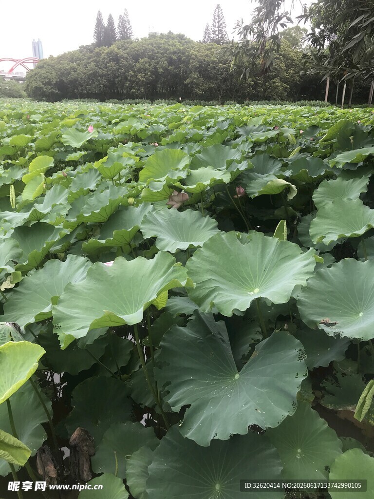 夏日荷塘荷叶茂盛景象