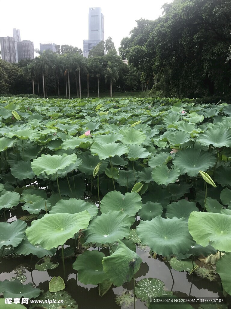 荷塘绿意 城市中的自然景致