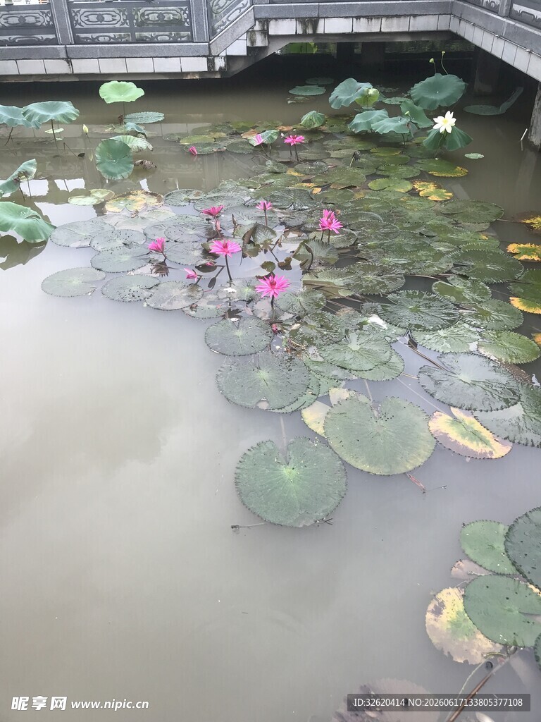 池塘荷花荷叶景致