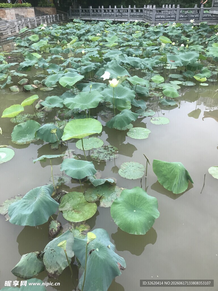 夏日荷塘中的片片荷叶