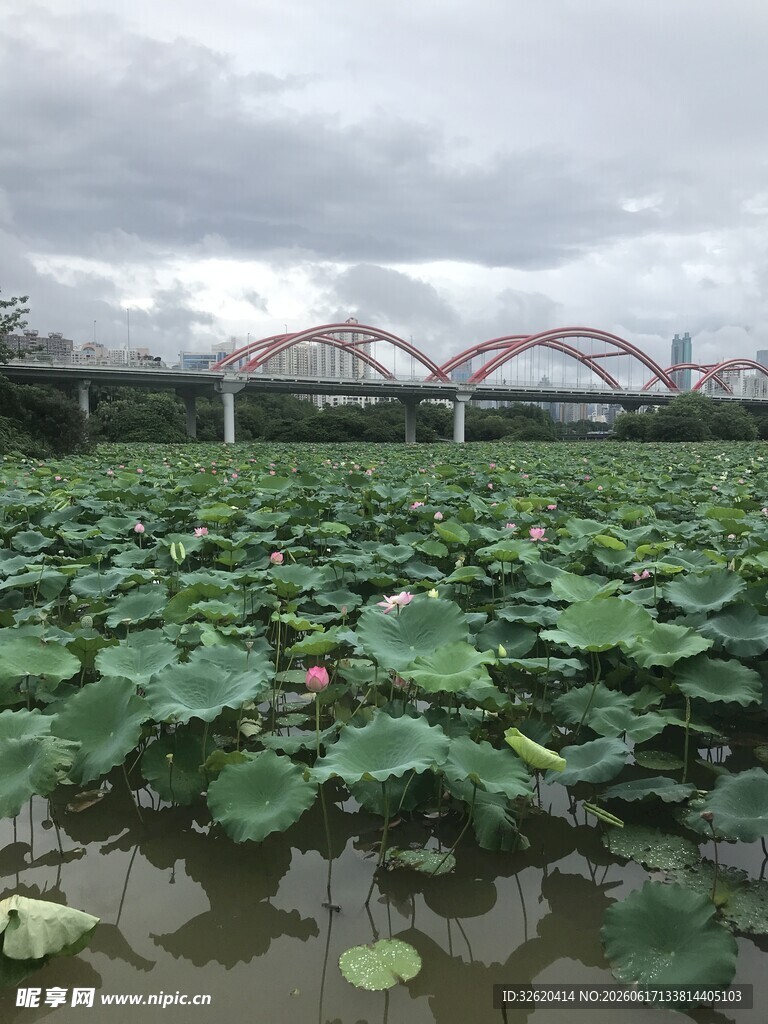 荷塘上的拱形桥美景