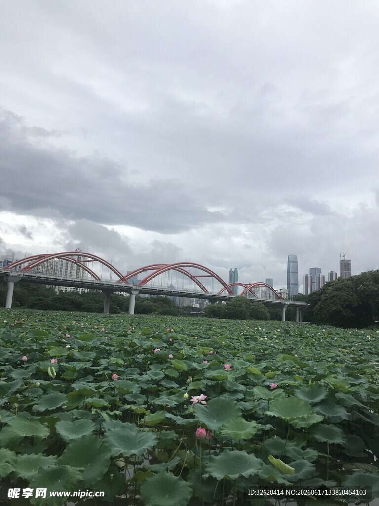 荷塘上的拱形桥与城市天际