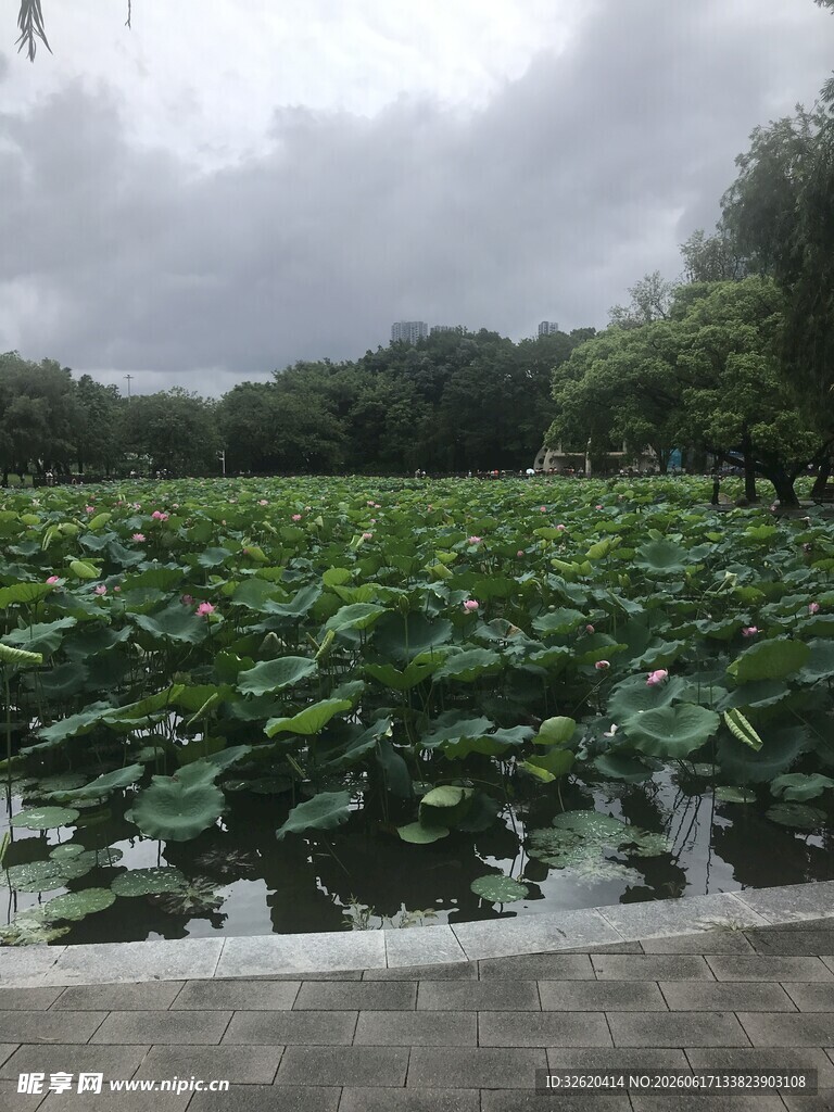 荷塘绿意浓景美如画