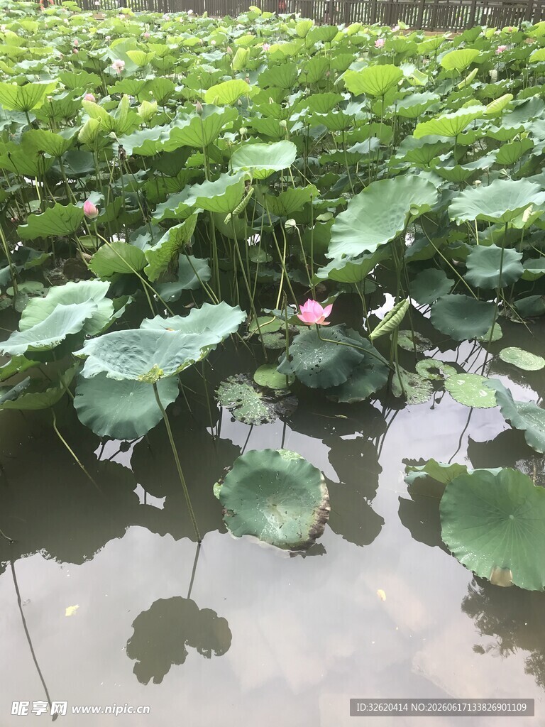 荷塘美景 绽放粉色荷花