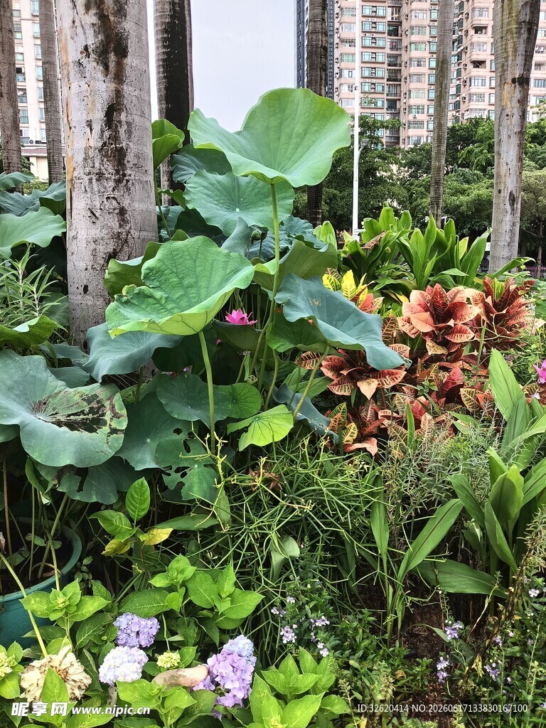 庭院绿植景观一角