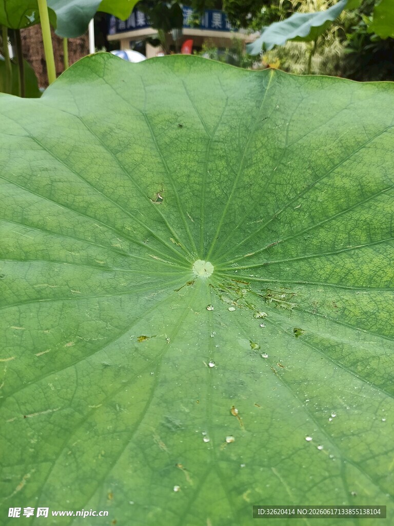 硕大荷叶上的晶莹水珠