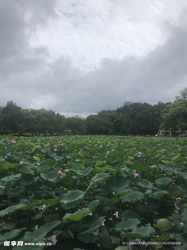 荷塘绿意