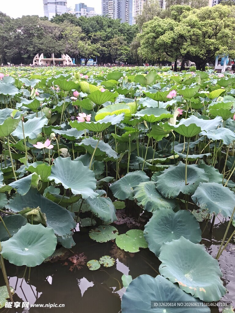 夏日荷塘 莲叶田田