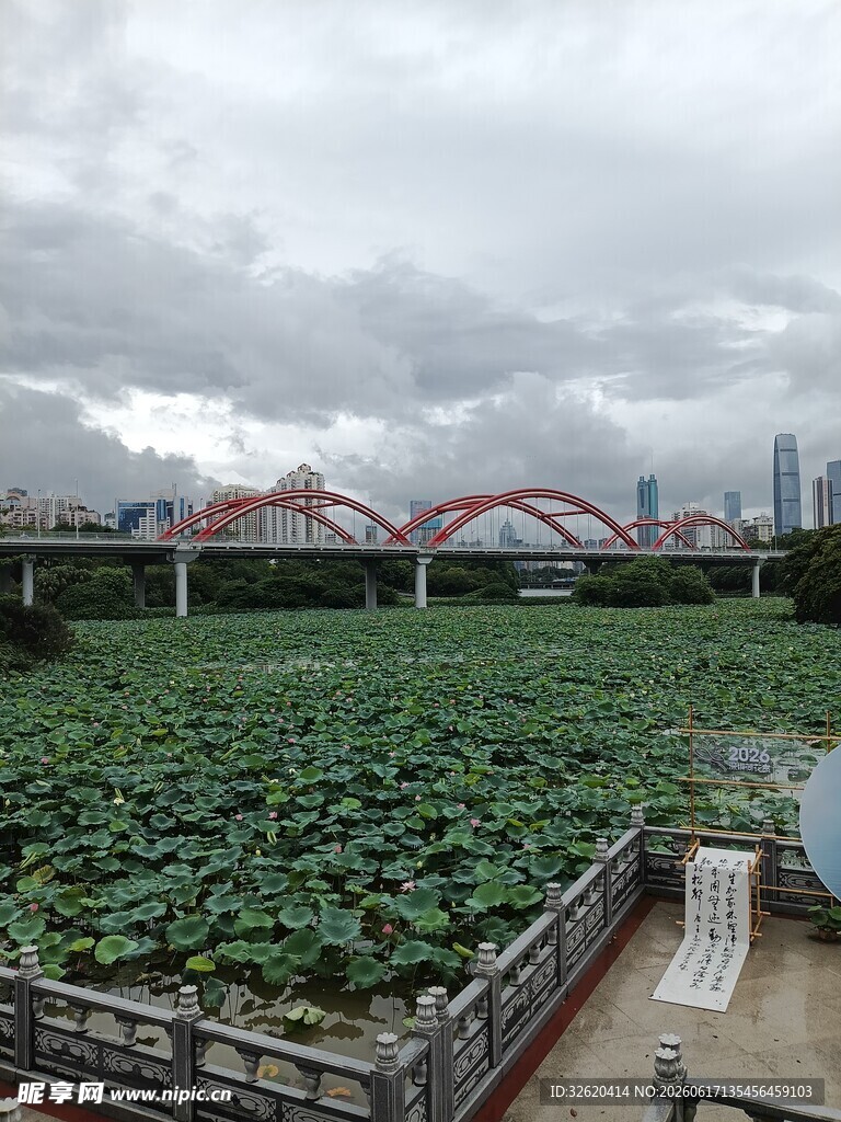 城市中的绿色荷塘景观